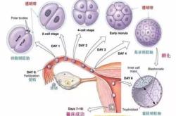 招代妈公司(代妈补偿多少钱，禧瑞杜总机构)