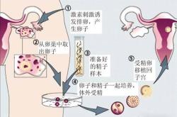 代妈机构地址(代妈补偿高的公司，幸福生活从这里开始)为家庭增添更多的欢乐